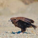 88184784_499411380749174_7024197027223306240_n