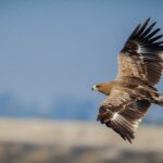 राग महाचिल