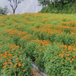 IMG-eb0ae626f38ef0f37a9f71e3490dd182-V