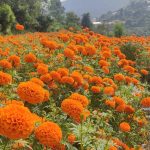 IMG-ffb67d00f7e7bd3b295054ae14aecbe8-V