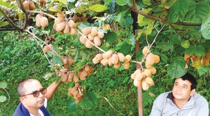 अर्घाखाँचीको बाँझो बारीमा लटरम्म किवी खेती